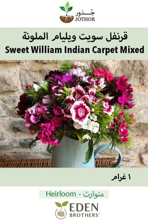 بذور قرنفل سويت ويليام الملونة - Sweet William Indian Carpet Dwarf Single Mix Seeds