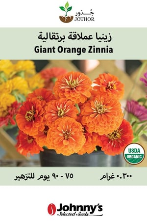 بذور زينيا عملاقة برتقالية - Giant Orange Zinnia Seed