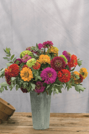 بذور زينيا بناري العملاقة - Benary's Giant Blend Zinnia Seeds
