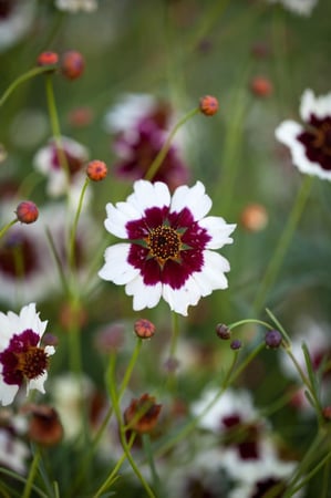 بذور كوريبسيس سورل - Swirl Coreopsis Seeds Seeds