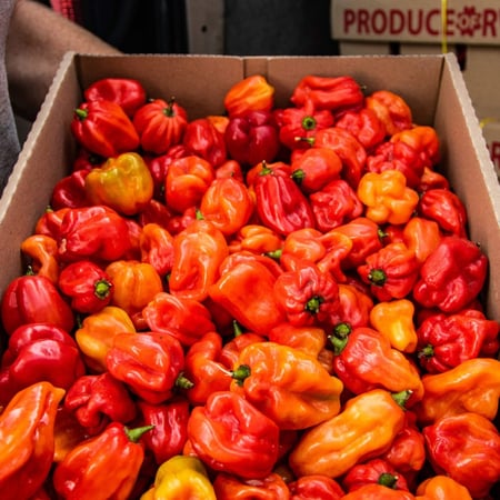بذور فلفل سكوتش بونيت الحار - Pepper Hot Scotch Bonnet Red Seeds