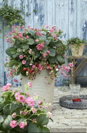 بذور فراولة كرزية - Summer Breeze Cherry Blossom (F1) Strawberry Seed