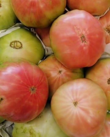 بذور بندورة جبلية لبنانية - Lebanese Mountain Tomato