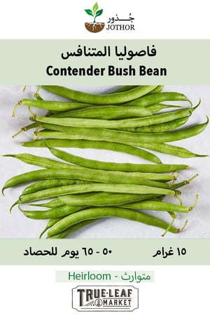 بذور فاصوليا المتنافس - Bean Seeds - Bush - Contender