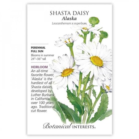 بذور شاستا ديزي ألاسكا - Shasta Daisy, Alaska Seeds