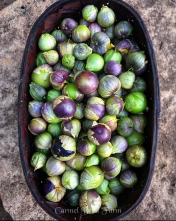 بذور توماتيلو دي ميلبا - De Milpa Organic Tomatillo Seed