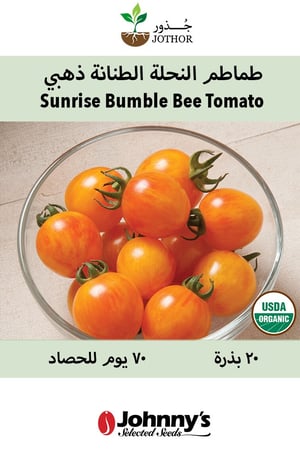 بذور طماطم النحلة الطنانة ذهبي - Sunrise Bumble Bee Tomato Seeds
