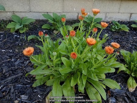 أذريون زيولايتس - Zeolights Calendula