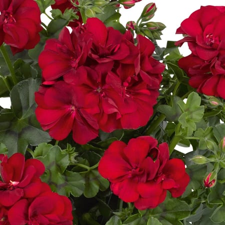بذور جيرانيوم احمر مخملي - Deep Red Geranium Seeds