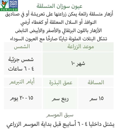 بذور متسلقة بلاك اي سوزان - Black Eyed Susan Vine Seeds