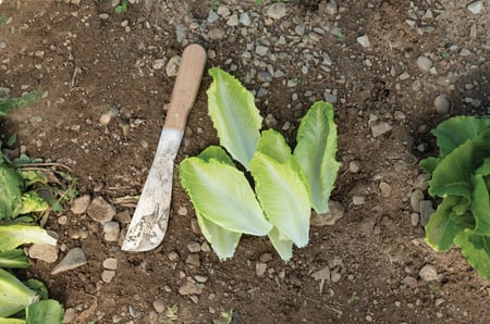 بذور خس روماني ميني "بذور مغلفة" - Tendita Pelleted Lettuce  Seeds