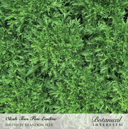 بذور انديف - Endive Olesh Tres Fine Seeds