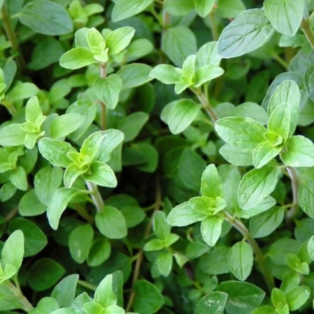 بذور اوريجانو ايطالي - Oregano Seeds Common Italian Seeds