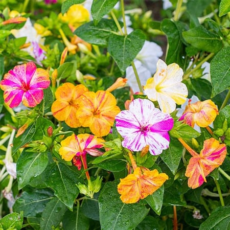 بذور شب الليل الرخامية - Bicolor Mix Four O'Clock Seeds