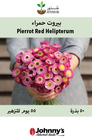 بذور بيروت حمراء - Pierrot Red Helipterum Seed