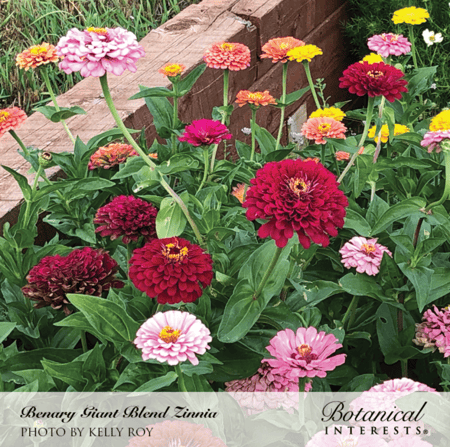 بذور زينيا بناري العملاقة - Benary's Giant Blend Zinnia Seeds
