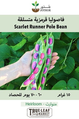 بذور فاصوليا قرمزية - Bean Seeds - Pole - Scarlet Runner