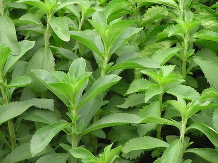 بذور ستيفيا - Candy Stevia Seeds