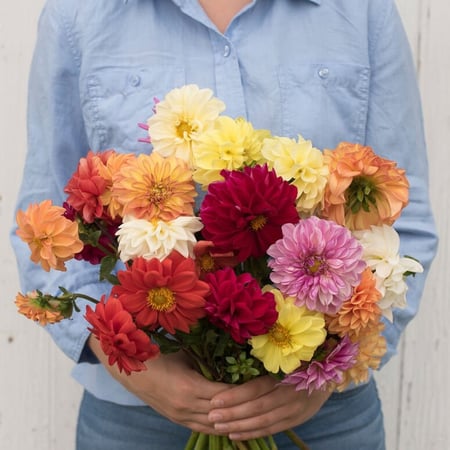 بذور داليا عملاقة - Giant Mix Dahlia Seeds