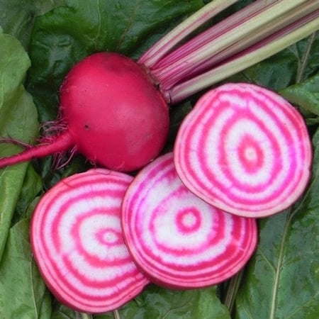 بذور شمندر شيوغا المخطط عضوي - Chioggia Guardsmark Organic Beet Seeds