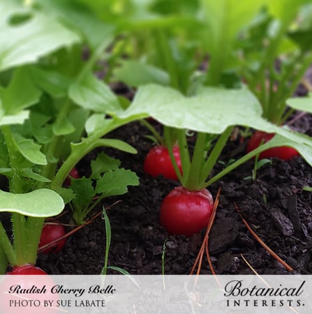 بذور فجل الكرز - Cherry Belle Radish Seeds