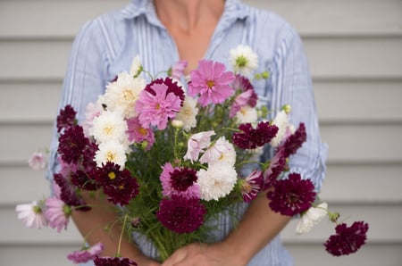 بذور كوسموس مزدوجة - Double Click Mix Cosmos Seeds