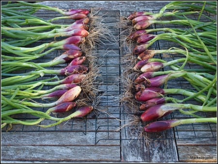 بذور بصل إيطالي - Italian Red of Florence Bunching Seeds