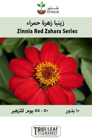 بذور زينيا زهرة الحمراء - Red Zahara Series Zinnia Seeds
