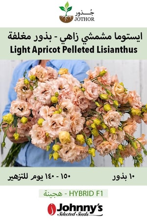 بذور ايستوما مشمشي - Voyage 2 Light Apricot Pelleted (F1) Lisianthus Seeds