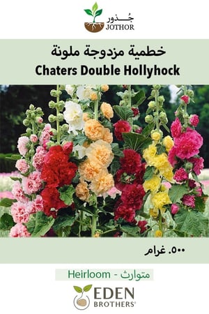 بذور خطمية مزدوجة ملونة - Chaters Double Hollyhock Seeds