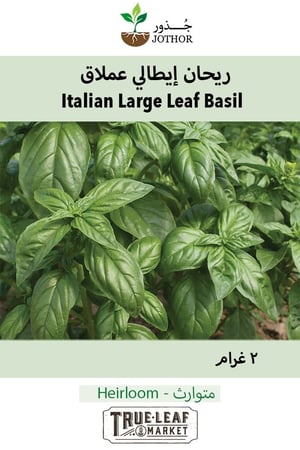 بذور ريحان إيطالي عملاق - Basil Seeds - Italian Large Leaf