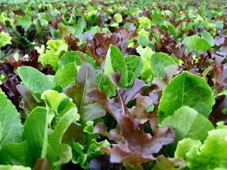 بذور ورقيات منوعة - Lettuce Mixed Greens  Mesclun Mix Seeds