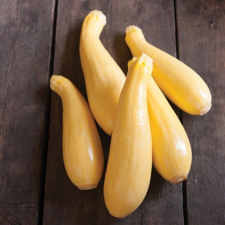 بذور كوسا مبكرة الانتاج - Multipik Zucchini Squash Seeds