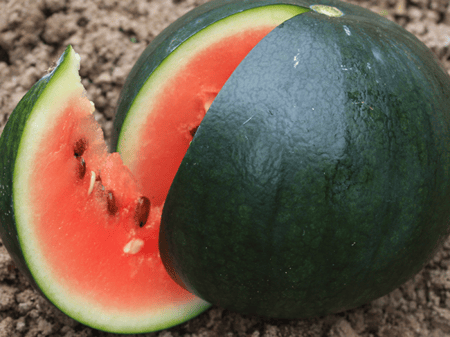 بذور بطيخ بيبي سكري - Sugar Baby Watermelon Seeds