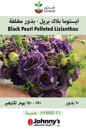 بذور ايستوما بلاك بربل - Rosanne Black Pearl Pelleted (F1) Lisianthus Seeds