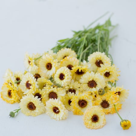 أذريون اميرة العاج - Ivory Princess Calendula