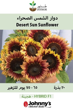 دوار الشمس الصحراء - Desert Sun (F1) Sunflower Seed