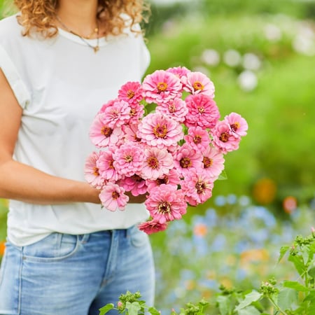 بذور زينيا لومينوسا - Luminosa Zinnia Seeds