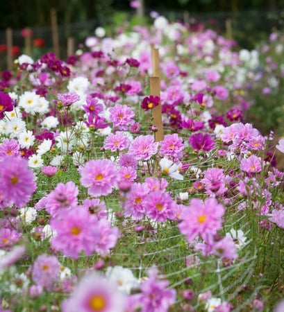 بذور كوسموس مزدوجة - Double Click Mix Cosmos Seeds