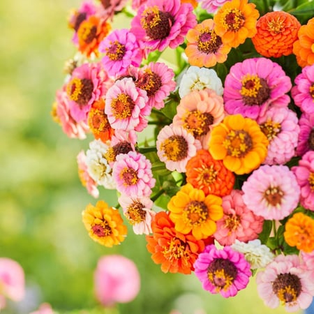 بذور زينيا قزمية ملونة - Button Box Mix Zinnia Dwarf Seeds