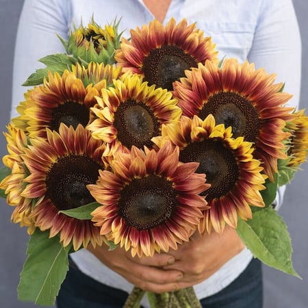 دوار الشمس الصحراء - Desert Sun (F1) Sunflower Seed