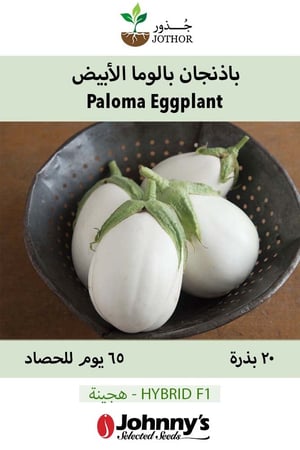بذور باذنجان بالوما الأبيض - Paloma (F1) Eggplant Seed