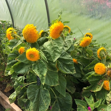 بذور دوار الشمس الدب تيدي - Teddy Bear Sunflower Seed