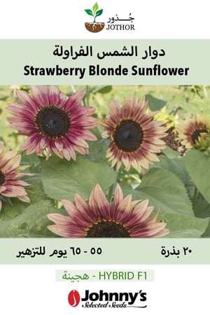 بذور دوار الشمس الفراولة - Strawberry Blonde (F1) Sunflower Seeds