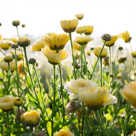 أذريون اميرة العاج - Ivory Princess Calendula