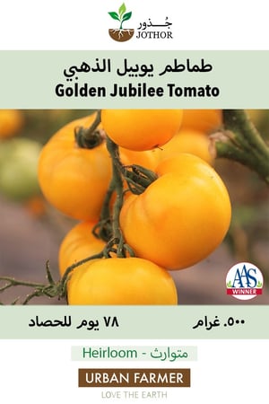 بذور طماطم يوبيل الذهبي - Golden Jubilee Tomato Seeds