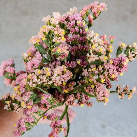 بذور ستايتس - Statice Cotton Candy Blend Seeds