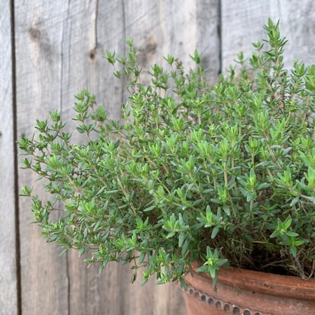 بذور زعتر ثايم فرنسي - French Thyme Seeds