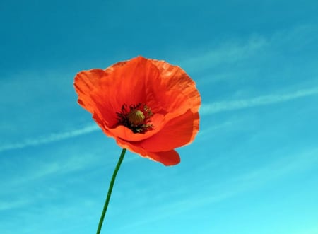 بذور شقائق النعمان الحمراء - American Legion Corn Poppy Seeds