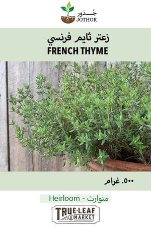 بذور زعتر ثايم فرنسي - French Thyme Seeds